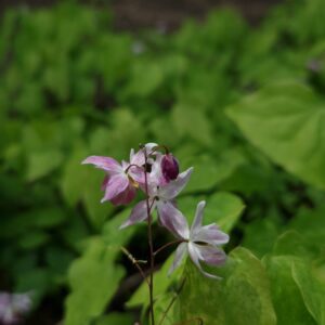Epimedium youngianum 'Merlin'