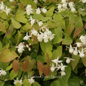 Epimedium youngianum 'Niveum'