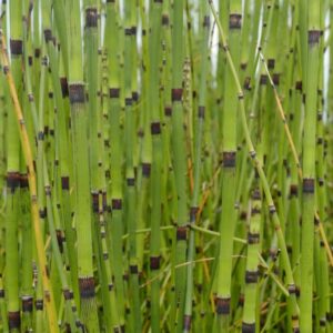 Equisetum hyemale var. japonicum