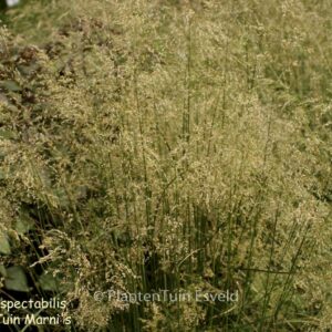 Eragrostis spectabilis