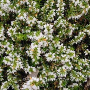 Erica darleyensis 'White Perfection'