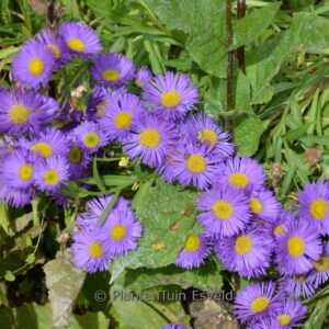 Erigeron 'Dunkelste Aller'