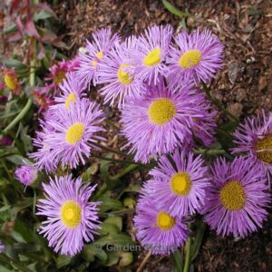 Erigeron 'Mrs. E.H. Beale'