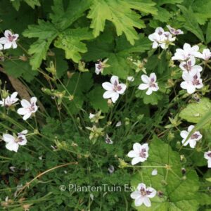 Erodium guttatum