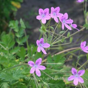 Erodium manescavii