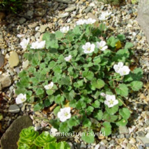 Erodium reichardii 'Album'