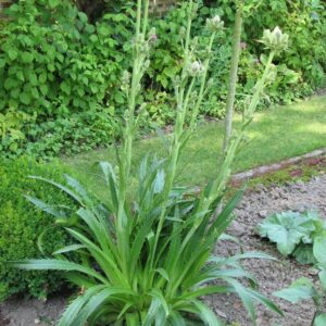 Eryngium agavifolium