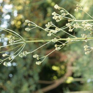 Eryngium paniculatum