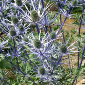 Eryngium planum