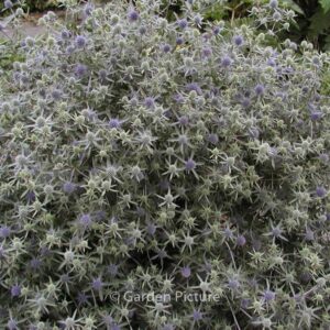 Eryngium planum 'Blauer Zwerg'