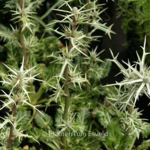 Eryngium variifolium