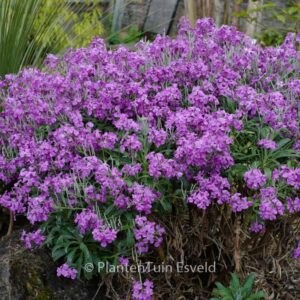 Erysimum 'Bowles Mauve'