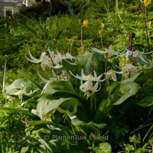 Erythronium 'White Beauty'