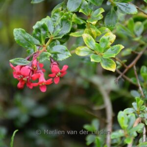 Escallonia 'Red Dream'