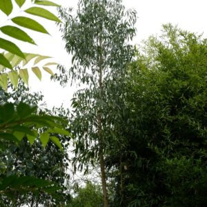 Eucalyptus johnstonii