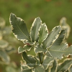 Eucryphia nymansensis 'Nymans Silver'