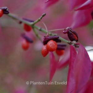 Euonymus alatus 'Compactus'
