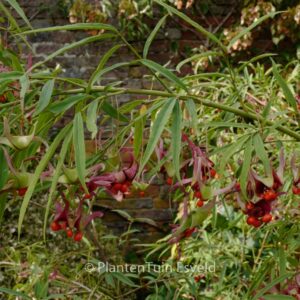 Euonymus cornutus quinquecornutus