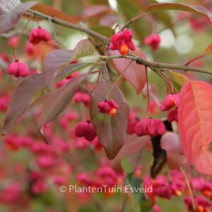 Euonymus europaeus 'Red Cascade'