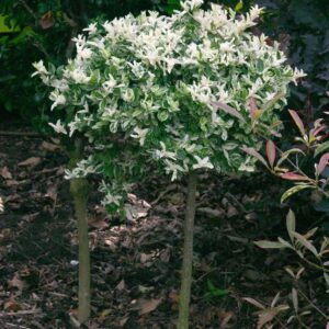 Euonymus fortunei 'Harlequin'