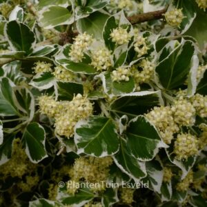 Euonymus fortunei 'Silver Queen'