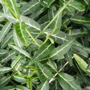 Euonymus fortunei 'Wolong Ghost'