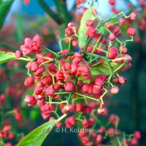 Euonymus hamiltonianus 'Den Haag'