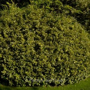 Euonymus japonicus 'Aureomarginatus'