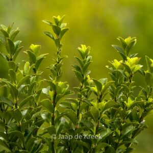 Euonymus japonicus 'Green Spire'