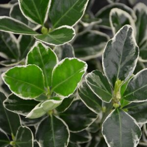 Euonymus japonicus 'Kathy'