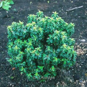 Euonymus japonicus 'Rykujo'