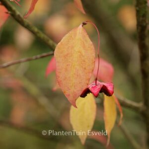 Euonymus maximowiczianus