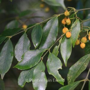 Euonymus myrianthus