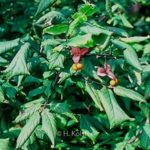 Euonymus occidentalis