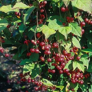 Euonymus oxyphyllus 'Waasland'