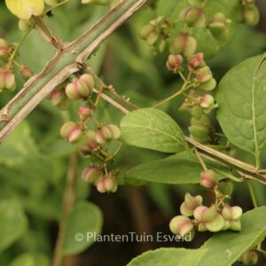Euonymus phellomanus