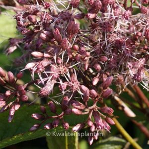 Eupatorium dubium 'Baby Joe'