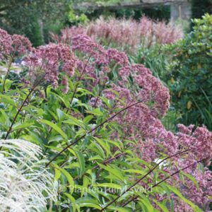Eupatorium maculatum 'Atropurpureum'