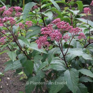 Eupatorium maculatum 'Augustrubin'