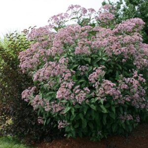 Eupatorium maculatum 'Gateway'