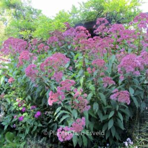 Eupatorium maculatum 'Purple Bush'