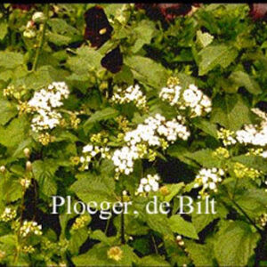 Eupatorium rugosum 'Braunlaub'