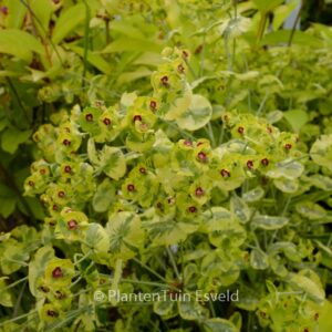 Euphorbia 'Ascot Rainbow'