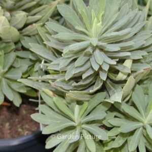 Euphorbia 'Charam' (REDWING)