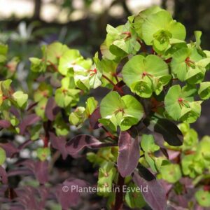 Euphorbia amygdaloides 'Purpurea'