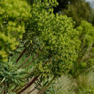 Euphorbia characias subsp. wulfenii