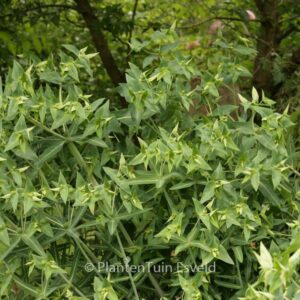 Euphorbia lathyris