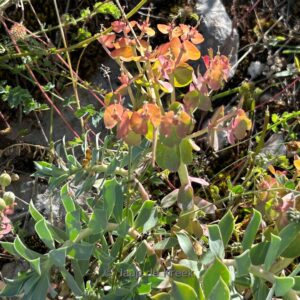 Euphorbia myrsinites