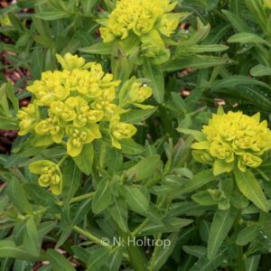 Euphorbia palustris 'Walenburg's Glorie'