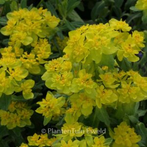 Euphorbia polychroma